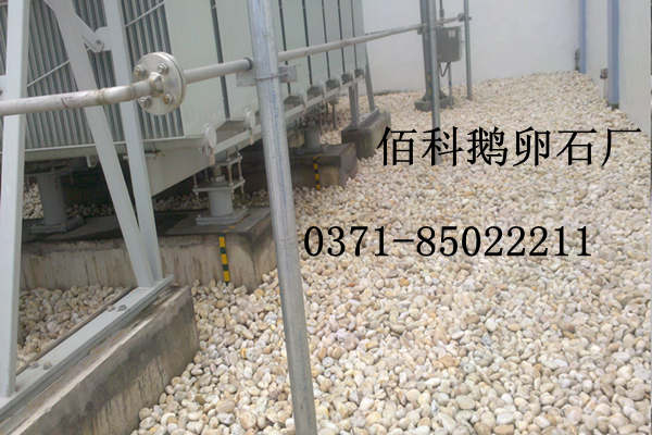 佰科今天運(yùn)往客戶那里的白色鵝卵石卸車現(xiàn)場